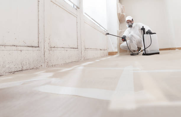 24/7 Emergency Basement Mold Removal experts in Paradise, PA