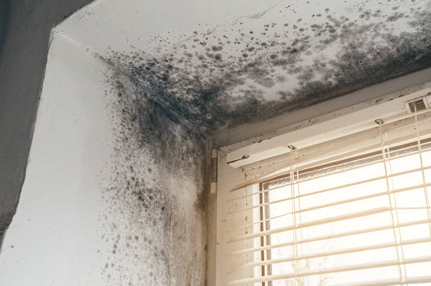 Affordable Basement Mold Removal solutions in Paradise, PA