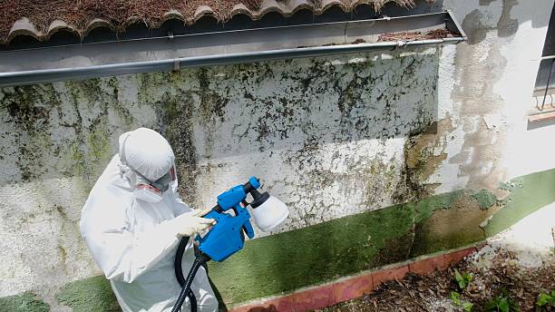Top rated local Basement Mold Removal specialists in Paradise, PA